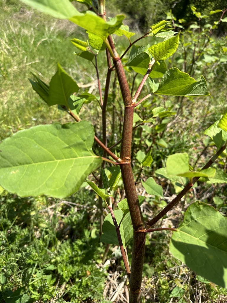 Japanese knotweed from Chillum, MD, USA on April 21, 2023 at 1257 PM