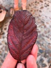 Prunus cerasifera pissardii