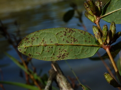 Hypericum walteri