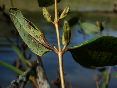 Hypericum walteri