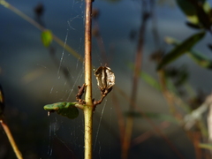 Hypericum walteri