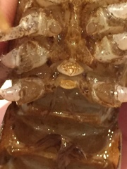 Procambarus enoplosternum