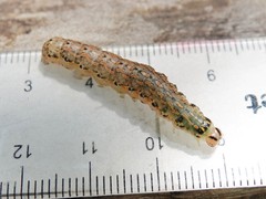 Austramathes purpurea