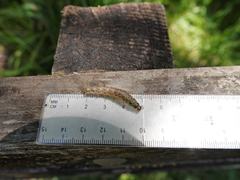 Austramathes purpurea