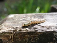Austramathes purpurea