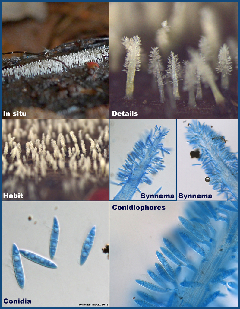Arthrosporium