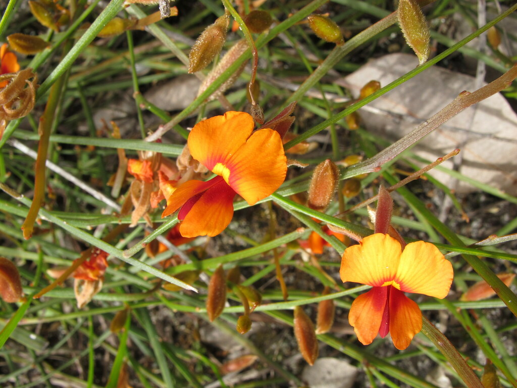 Jacksonia calycina