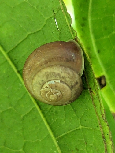 Bradybaena similaris observed 2023-04-21