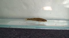 Gobiomorphus australis