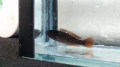 Hypseleotris galii