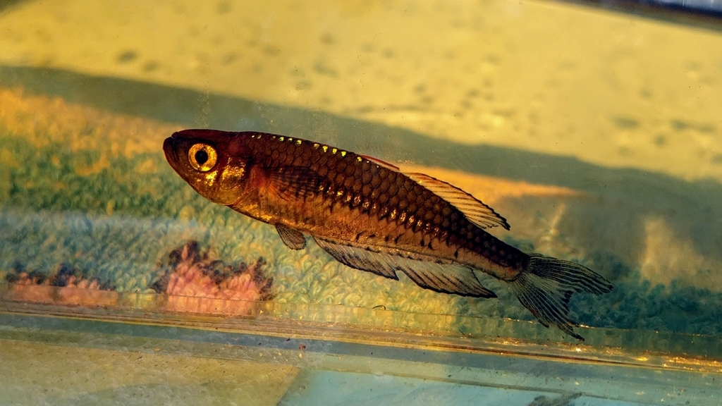 Blue Spotted Sunfish