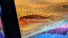 Rhadinocentrus ornatus