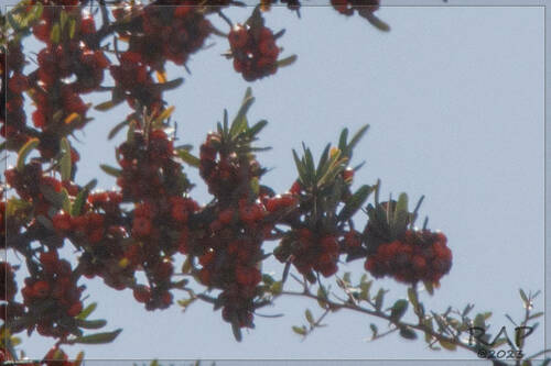 Pyracantha angustifolia