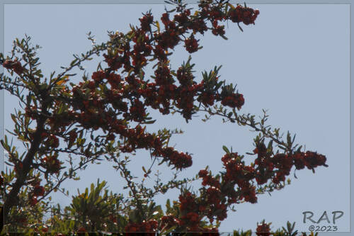 Pyracantha angustifolia