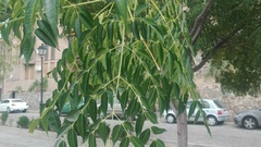 Melia azedarach