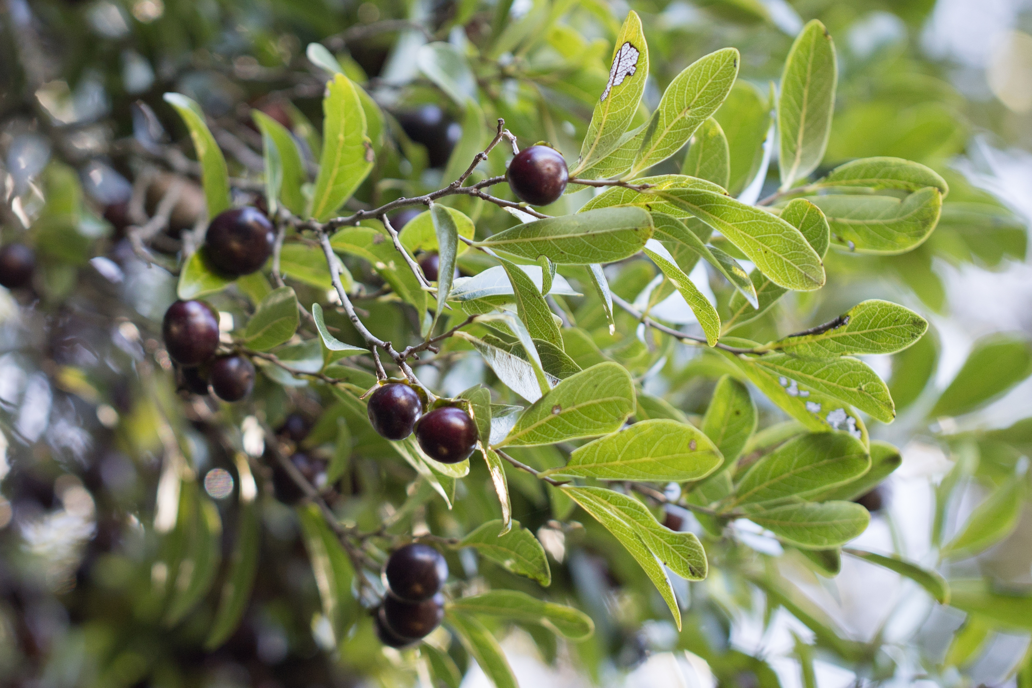 Diospyros inconstans