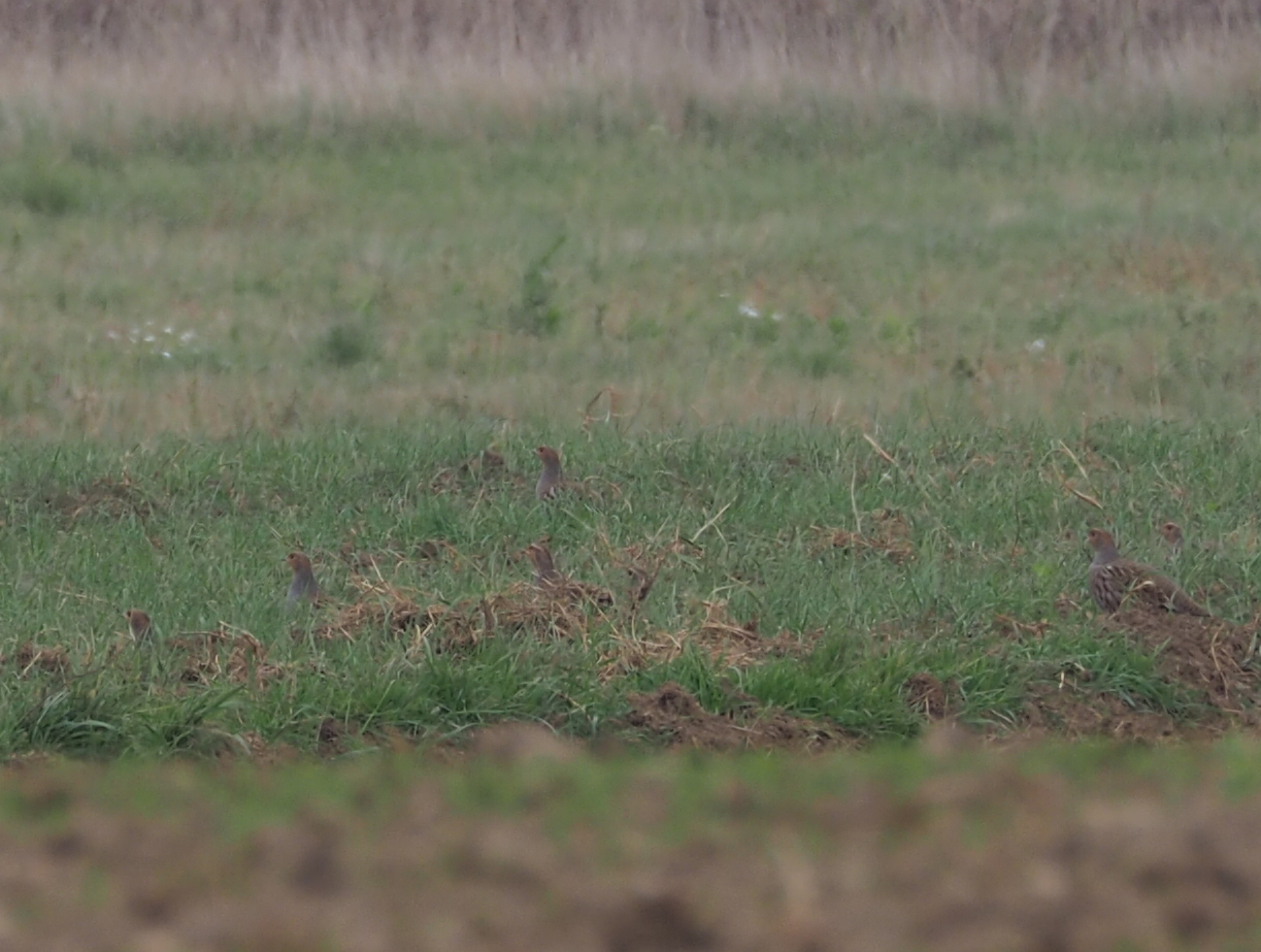 Grey Partridge