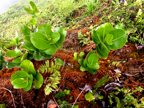 Melicope hivaoaensis observed 2003-07-03