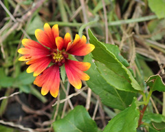 Gaillardia × grandiflora