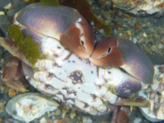 Lophopanopeus bellus