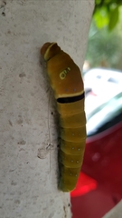 Papilio multicaudata