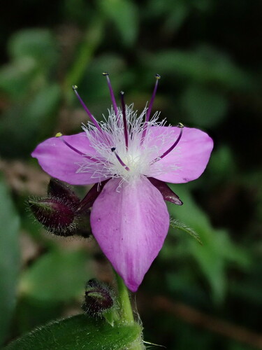 Elasis hirsuta (Elasis hirsuta)