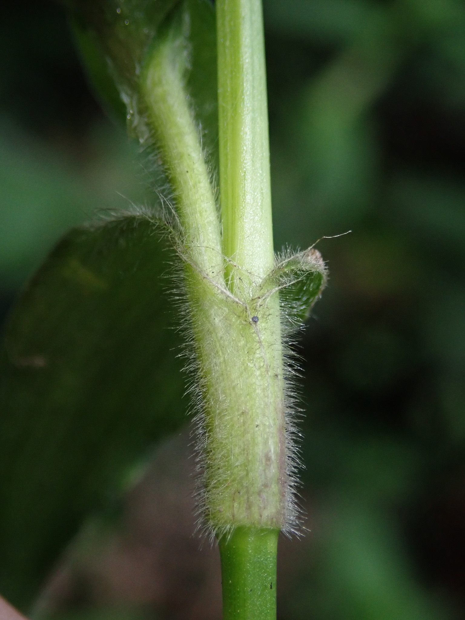 Commelinaceae image