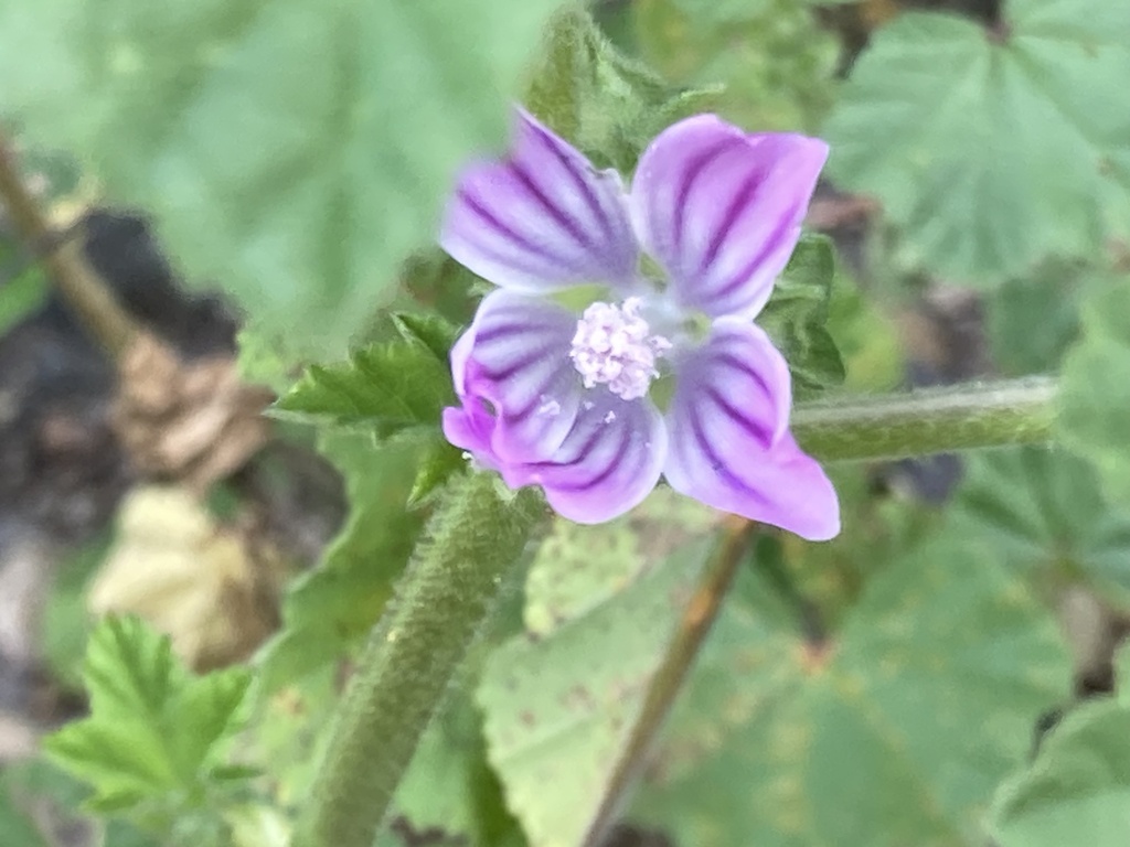 cretan-mallow-from-american-canyon-little-league-american-canyon-ca