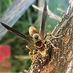 Polistes comanchus navajoe