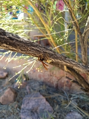 Polistes comanchus navajoe