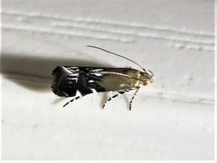 Anacampsis levipedella