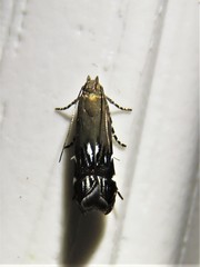 Anacampsis levipedella