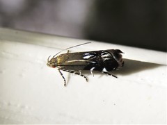 Anacampsis levipedella
