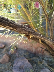 Polistes comanchus navajoe