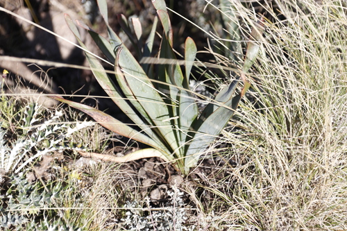 Bulbine narcissifolia