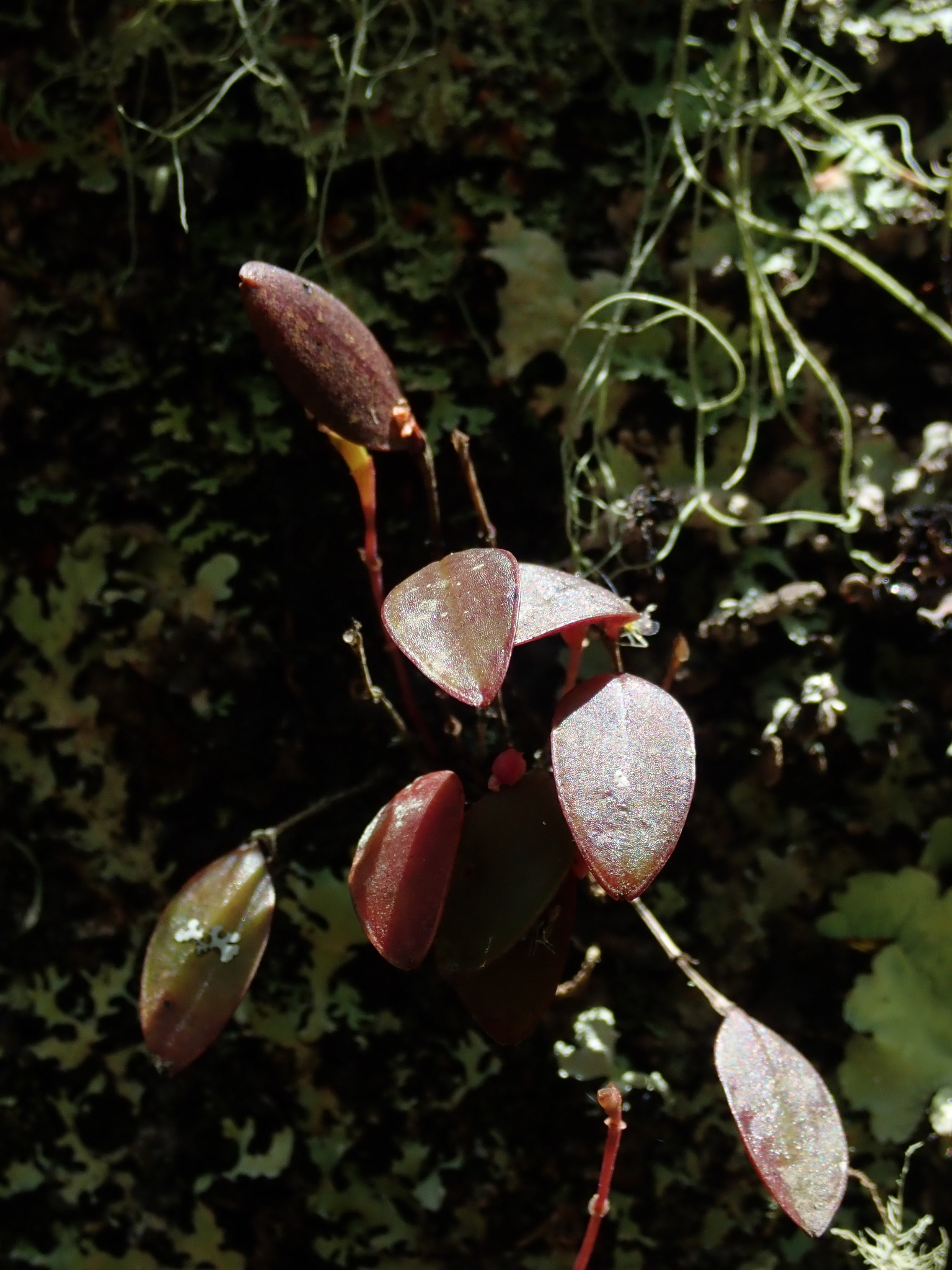 Lepanthes mariposa image