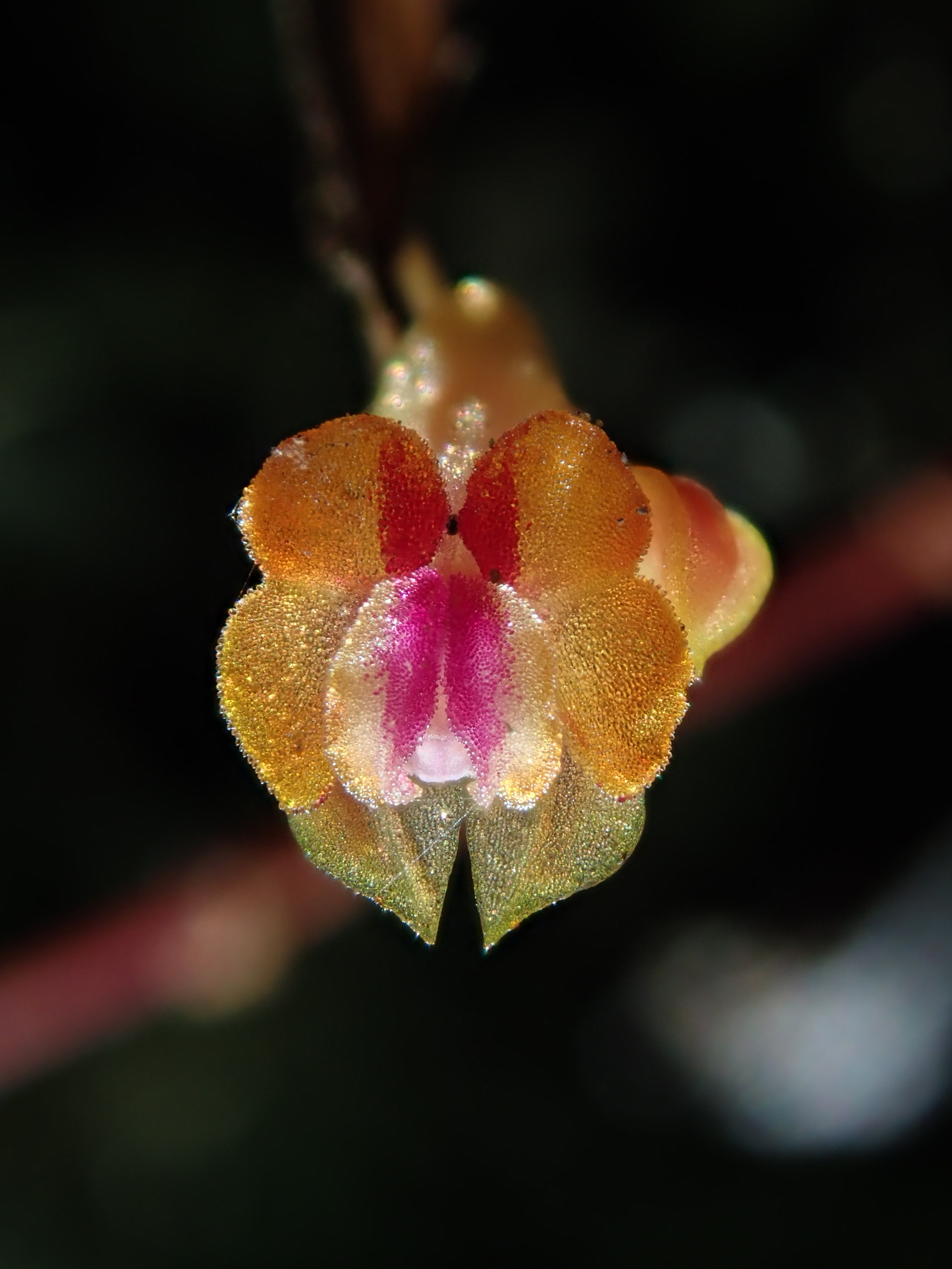 Lepanthes mariposa image