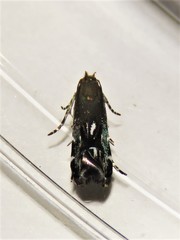 Anacampsis levipedella