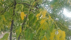 Ulmus pumila