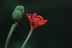 Jatropha podagrica image