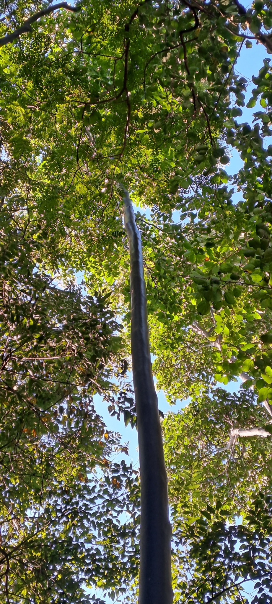 Imagem de Vassourão