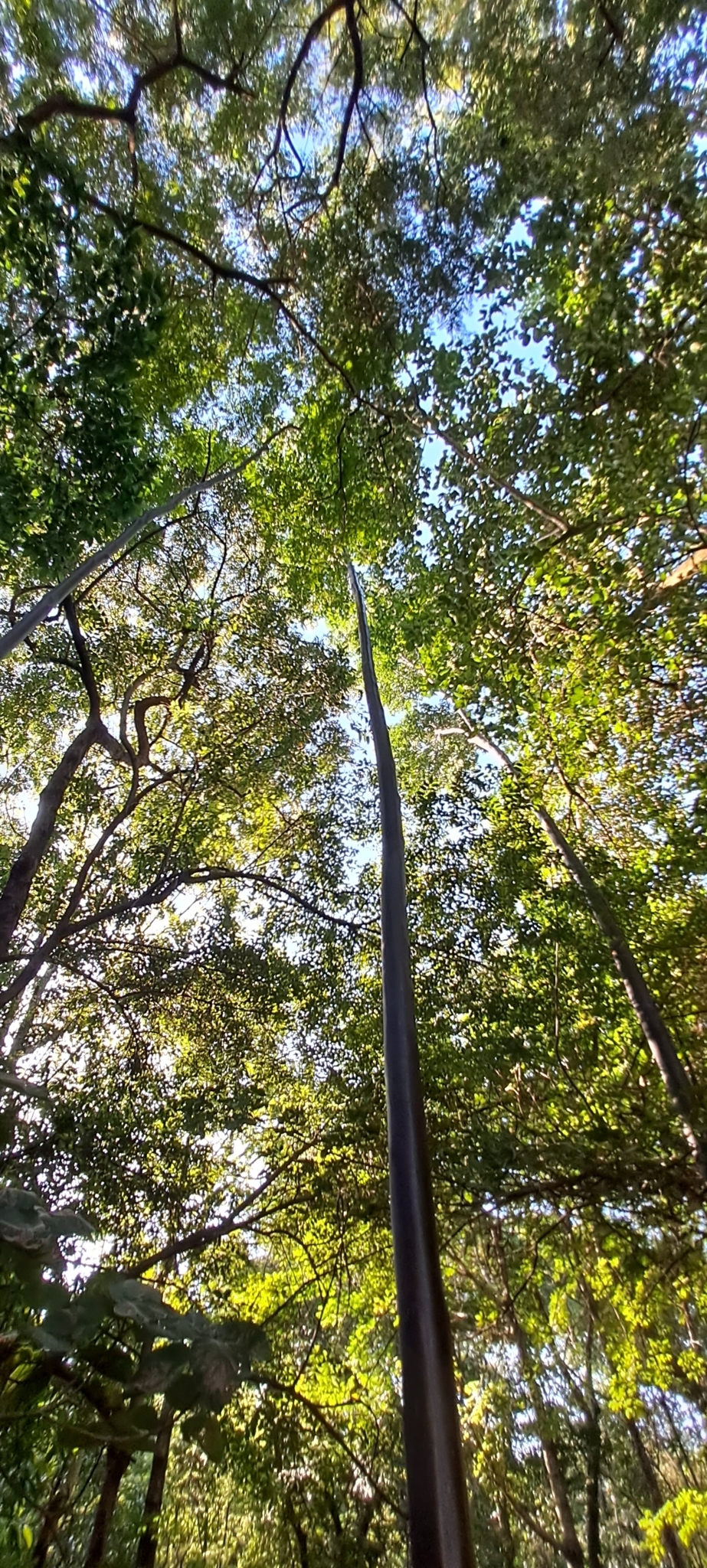 Imagem de Vassourão