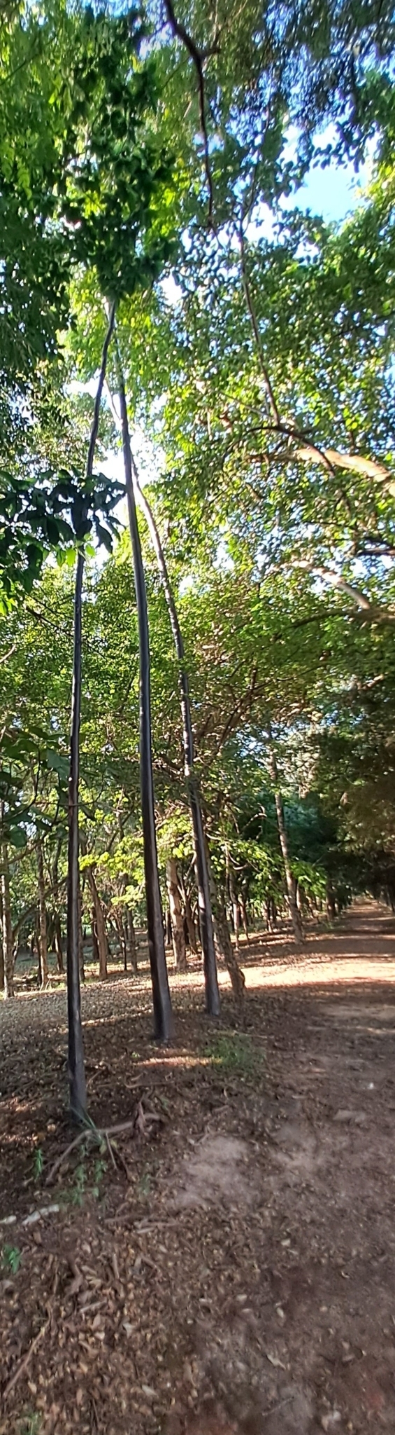 Imagem de Vassourão