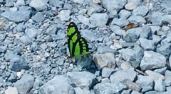 Philaethria dido