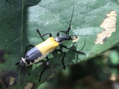 Chauliognathus terminalis