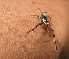 Chalcolecta dimidiata