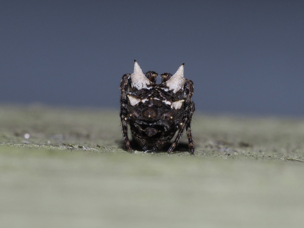 Wagneriana