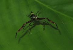 Chalcolecta dimidiata