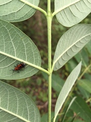 Rhodobaenus quinquepunctatus