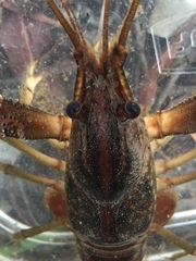 Procambarus litosternum